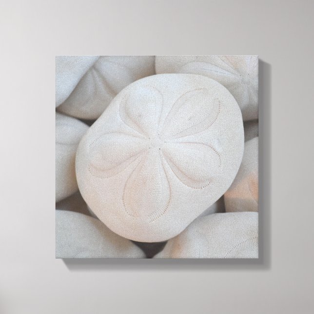 Sand Dollar Canvas Art (Front)
