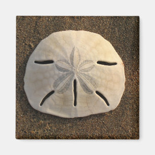Sand Dollar (Colour) Magnet