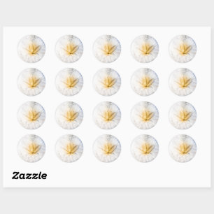 Sand Dollar Craze Classic Round Sticker