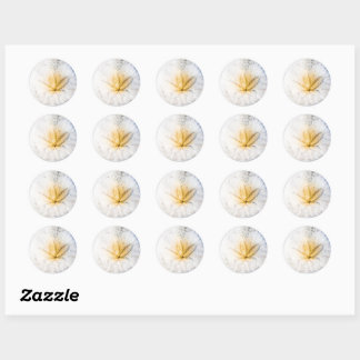 Sand Dollar Craze Classic Round Sticker