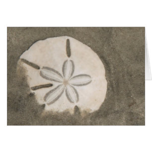 Sand dollar (Echinarachnius parma)
