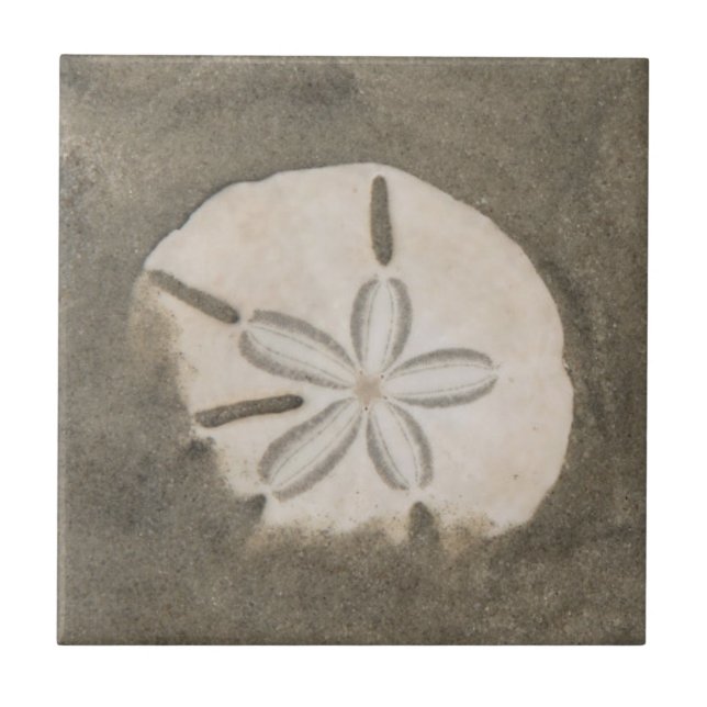 Sand dollar (Echinarachnius parma) Tile (Front)