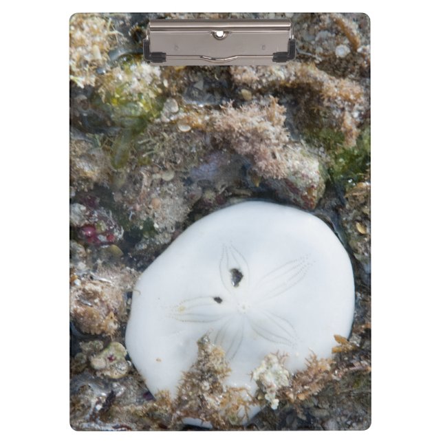 Sand Dollar in the Fiji Reef at Low Tide Clipboard (Front)