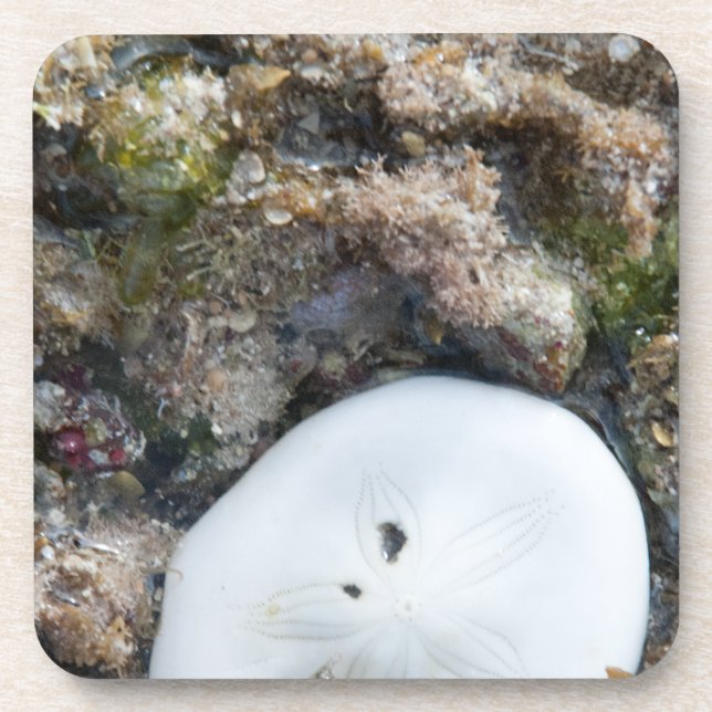 Sand Dollar in the Fiji Reef at Low Tide Coaster (Front)