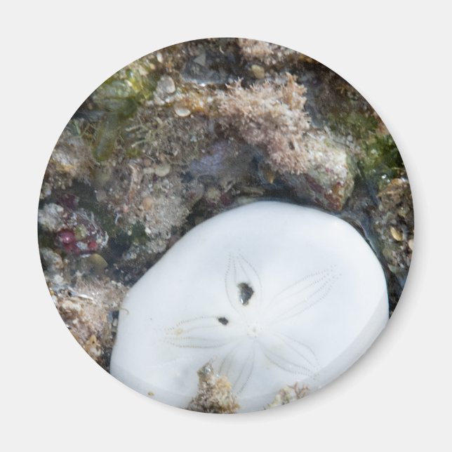 Sand Dollar in the Fiji Reef at Low Tide Magnet (Front)