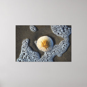 Sand Dollar in the Surf Beach Canvas Art Photo