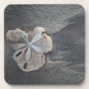Sand dollar on sand coaster