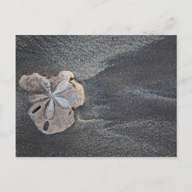 Sand dollar on sand postcard (Front)