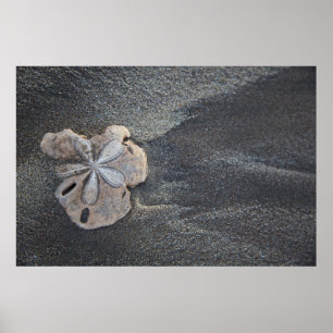 Sand dollar on sand poster
