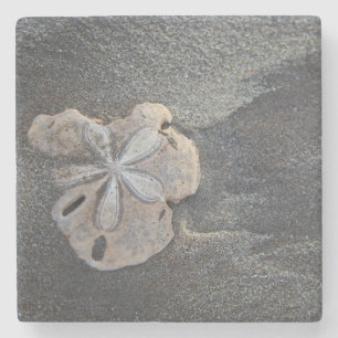 Sand dollar on sand stone coaster