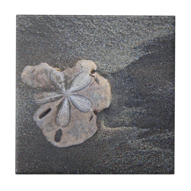 Sand dollar on sand tile (Front)