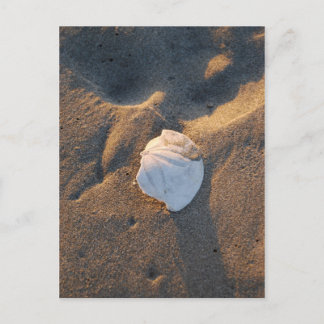 sand dollar on the beach postcard
