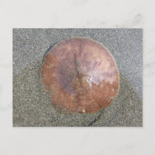 Sand Dollar on Unalaska Island Postcard