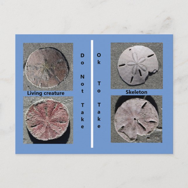 Sand dollar Postcard (Front)