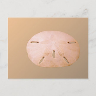 Sand Dollar Postcard