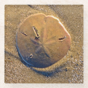 Sand Dollar Revealed On Beach   Hilton Head Island Glass Coaster