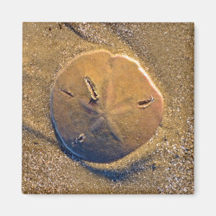 Sand Dollar Revealed On Beach Hilton Head Island Magnet