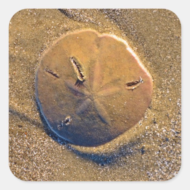 Sand Dollar Revealed On Beach | Hilton Head Island Square Sticker (Front)