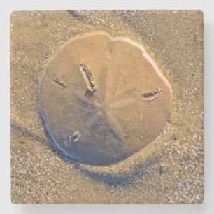 Sand Dollar Revealed On Beach   Hilton Head Island Stone Coaster