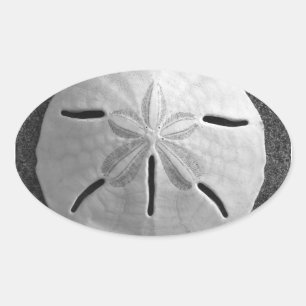 Sand Dollar Seashell Beach Sticker