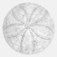 Sand Dollar Sticker