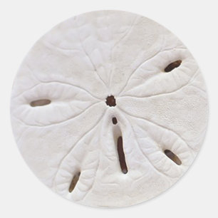 Sand dollar wedding Sticker