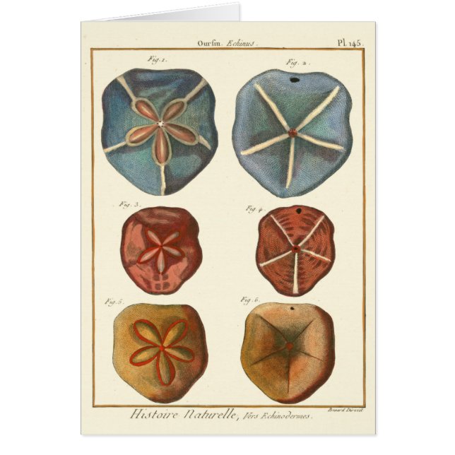 Sand Dollars Gems (Front)