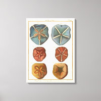 Sand Dollars Gems