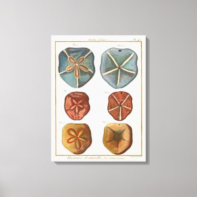 Sand Dollars Gems Canvas Print (Front)
