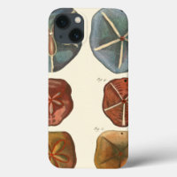 Sand Dollars Gems