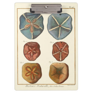 Sand Dollars Gems Clipboard