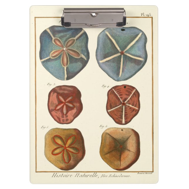 Sand Dollars Gems Clipboard (Front)