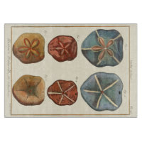 Sand Dollars Gems