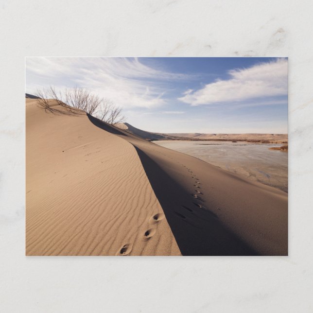 Sand dune formations. Bruneau Dunes State Park Postcard (Front)