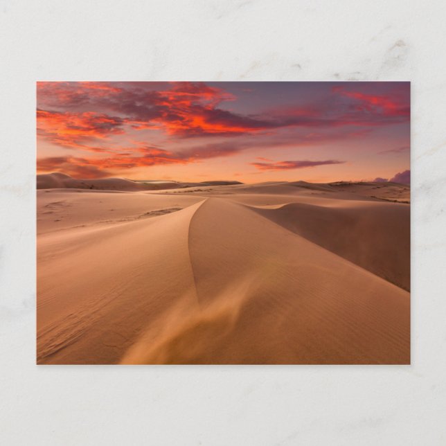 Sand Dunes in the Desert at Sunset Postcard (Front)
