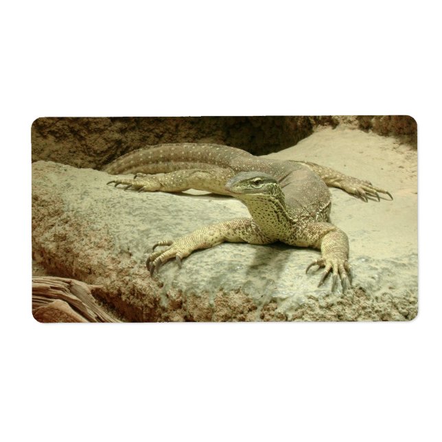 Sand goanna (Front)