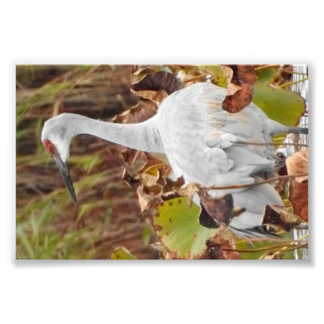 Sand Hill Crane in Marsh Photo Print (Front)