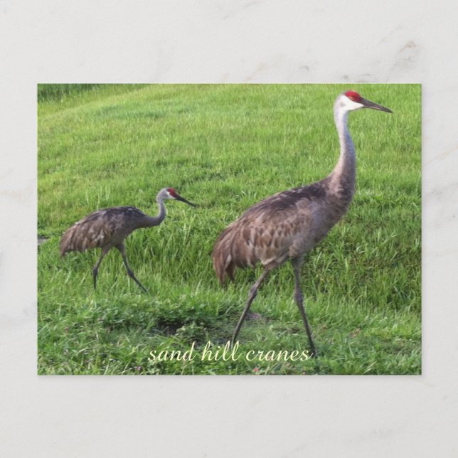 Sand Hill Cranes Post Card (Front)