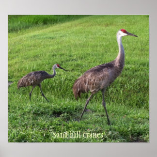 Sand Hill Cranes Poster