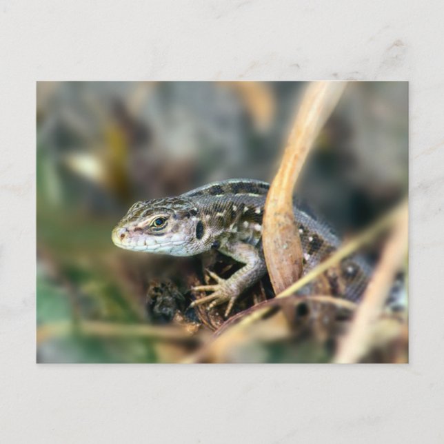 Sand Lizard Postcard (Front)