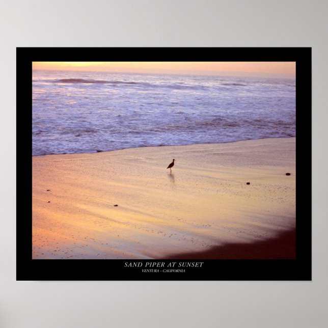 Sand Piper at Sunset : Ventura - California Poster (Front)