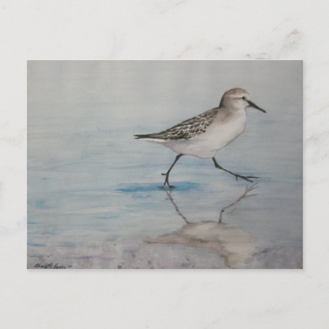Sand Piper Bird Art Postcard (Front)