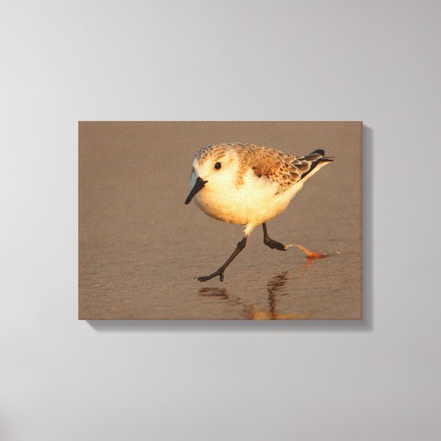 sand piper canvas print (Front)
