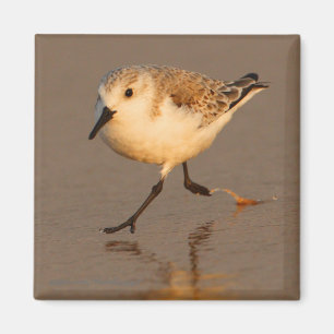 Sand Piper Magnet