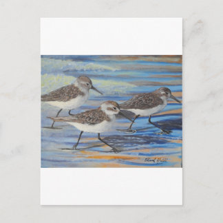 Sand Pipers Postcard