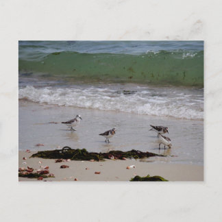 Sand pipers postcard