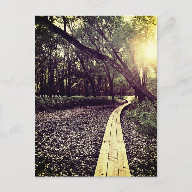 sand point trail minnesota postcard (Front)