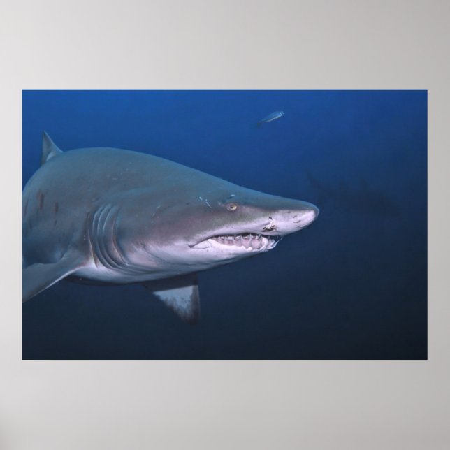 Sand Tiger Poster (Front)