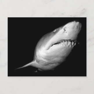 Sand Tiger Shark Postcard