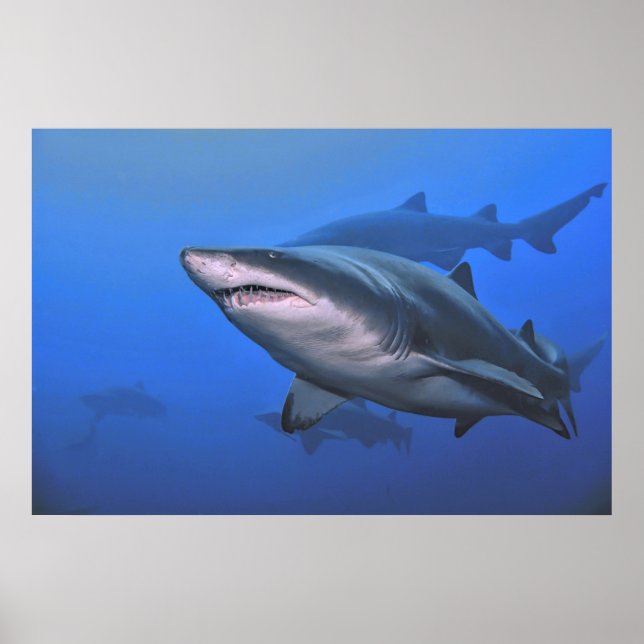 Sand Tiger Shark Poster (Front)